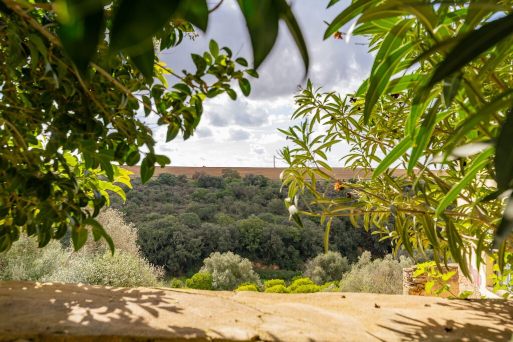 Panorama naturale della campagna siciliana tra alberi di ulivo e colline – scatto paesaggistico VA Photo