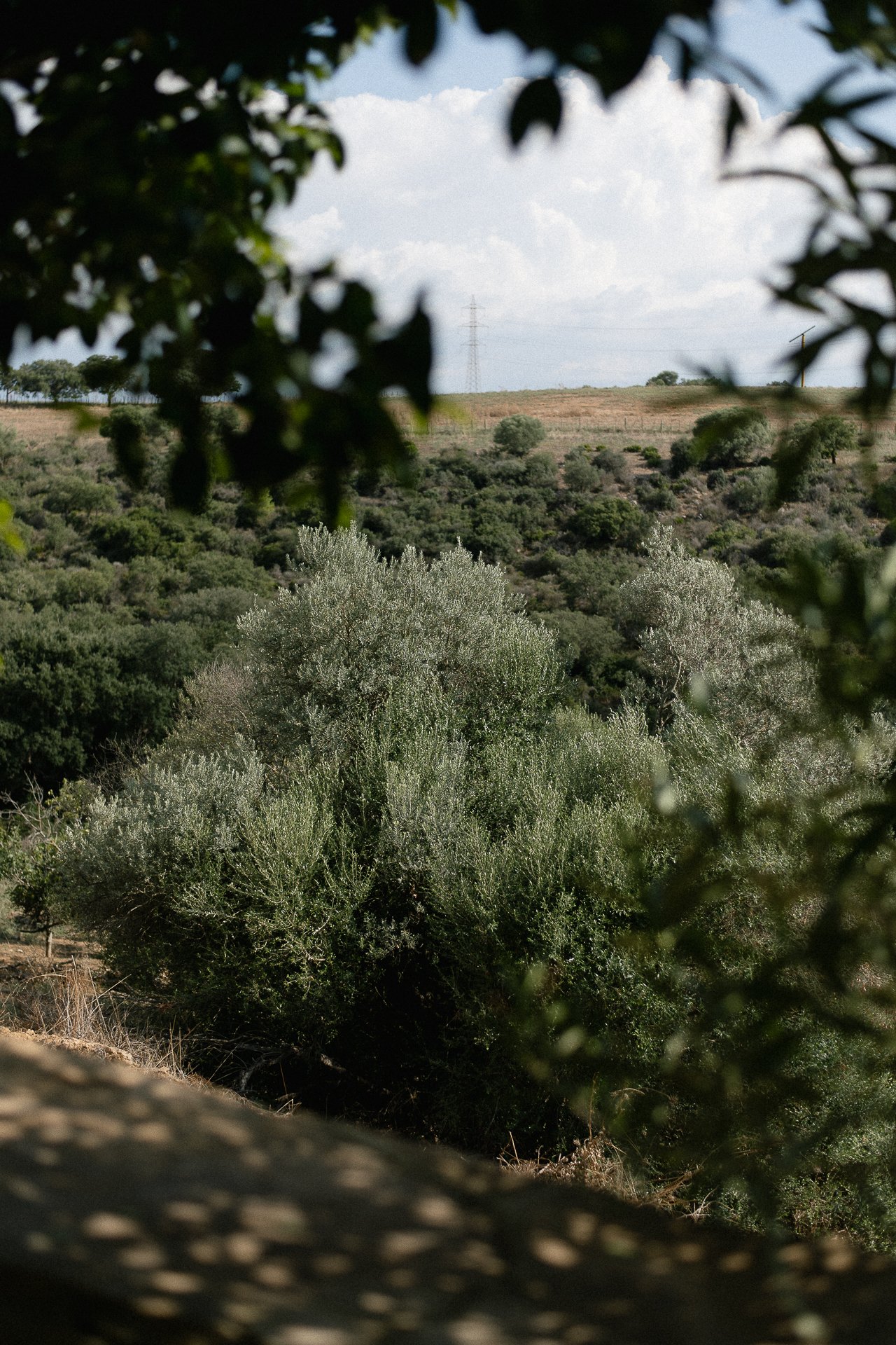 Uliveto e campagna siciliana visti da un agriturismo - fotografia di contesto per food photography