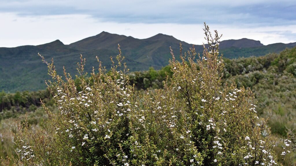 Arbusti di manuka in fiore in Nuova Zelanda