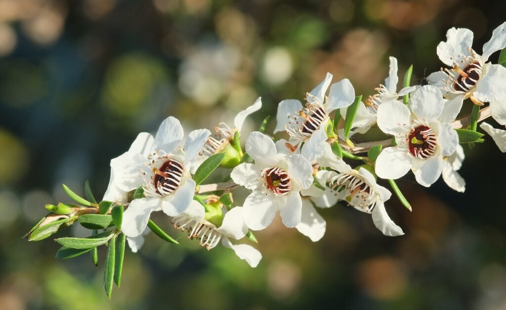 Fiori di manuka (Leptospermum scoparium), la pianta da cui nasce il miele di manuka